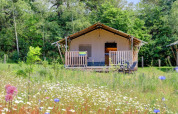 Safarizelt mit Veranda und Blumenwiese auf Camping Dal van de Mosbeek, umgeben von Wald in den Niederlanden.