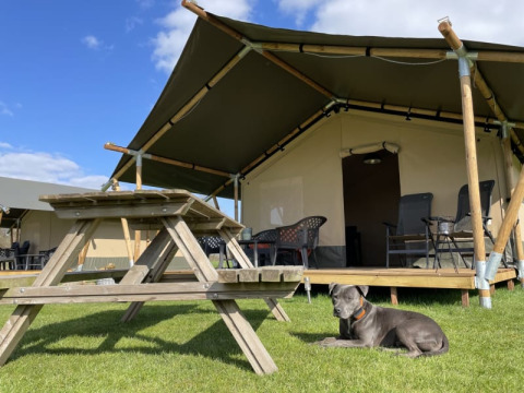 Safari-Zelt-Lodge mit Holztisch, auf dessen Rasen ein grauer Hund liegt, sonniges Wetter.