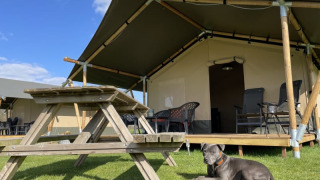 Lodge tenda safari con tavolo da picnic in legno e cane grigio sdraiato sull’erba sotto cielo azzurro.