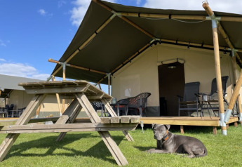 Lodge tenda safari con tavolo da picnic in legno e cane grigio sdraiato sull’erba sotto cielo azzurro.