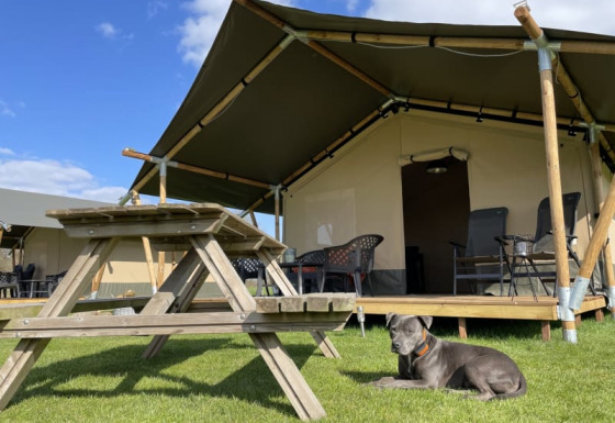 Safari tent lodge met houten picknickbank en een grijze hond liggend op het gras onder blauwe lucht.