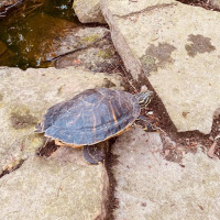 Eine Schildkröte krabbelt über Felsen nahe einem Teich in der Umgebung von Bocholt, Limburg, Belgien.