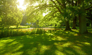 Paysage de parc ensoleillé avec arbres verdoyants et étang près de Müden/Örtze, Basse-Saxe, Allemagne.