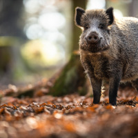 Un sanglier se tient sur un sol forestier jonché de feuilles près de Müden/Örtze, Basse-Saxe, Allemagne.