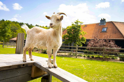 Une chèvre debout sur une plateforme en bois au Cosy Cabins dans la forêt du Limbourg, Belgique.
