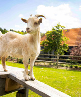 Una cabra de pie sobre una plataforma de madera en Cosy Cabins, bosque de Limburg, Bélgica.
