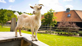 Eine Ziege steht auf einer Holzplattform vor einem Ferienhaus im Wald von Limburg, Belgien.