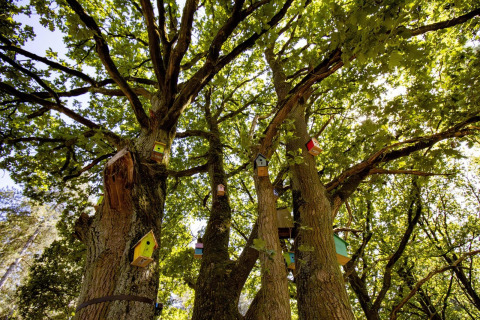 Colorful birdhouses hang on tree trunks in the lush forest at Cosy Cabins holiday park in Limburg, Belgium.
