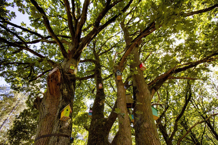 Colorful birdhouses hang on tree trunks in the lush forest at Cosy Cabins holiday park in Limburg, Belgium.