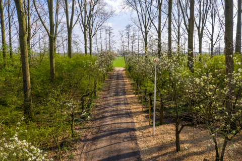 Ein schmaler Weg durch blühende Bäume im Frühling im Ferienpark Buitengoed Ruysbos, Gelderland, Niederlande.