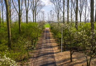A narrow path lined with blossoming trees in spring at Buitengoed Ruysbos holiday park, Gelderland, Netherlands.