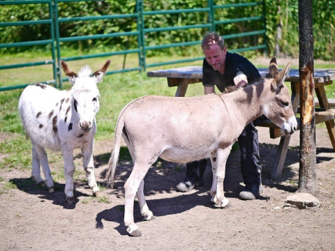 Pradera de animales - Camping Vossenberg - Epe, Güeldres - Países Bajos