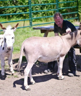 Pradera de animales - Camping Vossenberg - Epe, Güeldres - Países Bajos