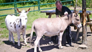 Pradera de animales - Camping Vossenberg - Epe, Güeldres - Países Bajos
