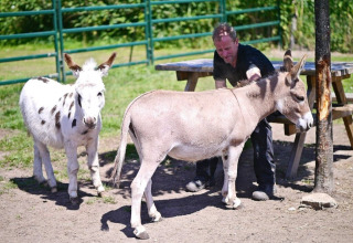 Pré des animaux - Camping Vossenberg - Epe, Gelderland - Pays-Bas
