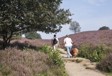 Hombre y mujer pasean al perro en un páramo, Veluwe, Güeldres, Países Bajos - uso editorial