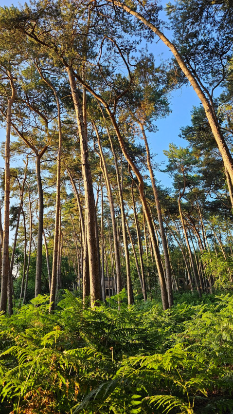 Luz solar entre altos pinos y helechos en el bosque de Cosy Cabins, parque vacacional en Limburgo, Bélgica.