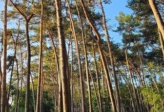 Sunlight streaming through tall pine trees and ferns at Cosy Cabins forest, holiday park in Limburg, Belgium.