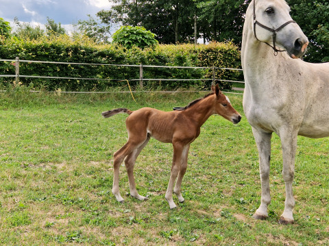 Chevaux - Camping Eefting - Vodatent - Rohel, Frise, Pays-Bas