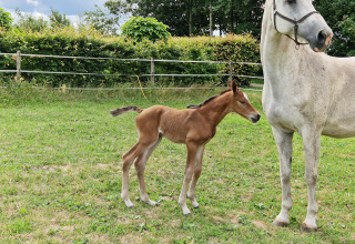 Caballos - Camping Eefting - Vodatent - Rohel, Frisia, Países Bajos