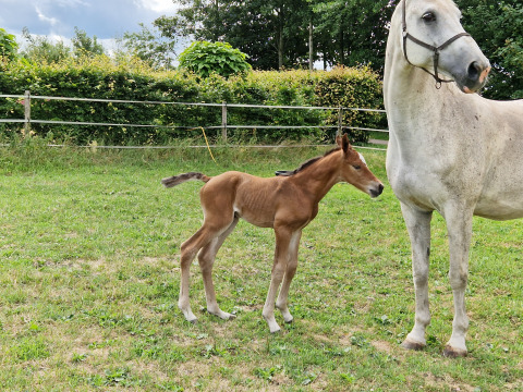 Caballos - Camping Eefting - Vodatent - Rohel, Frisia, Países Bajos