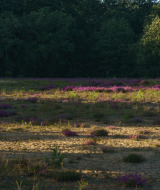 Luz del sol iluminando un claro con flores moradas y árboles al fondo en un parque de glamping.