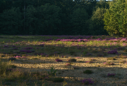 Luz del sol iluminando un claro con flores moradas y árboles al fondo en un parque de glamping.