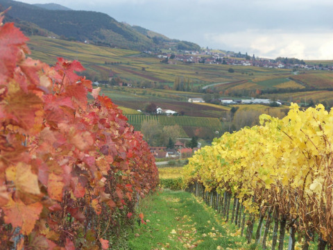 Vista della regione vinicola Camping Donnersberg a Gerbach, Renania-Palatinato, Germania