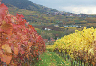 Herfstlandschap met wijngaarden in rood en geel, gelegen in de heuvels van de Rijnland-Palts, Duitsland.
