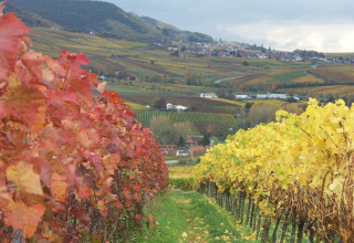 View of wine region Camping Donnersberg in Gerbach, Rheinland-Pfalz, Germany