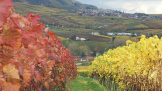 Vista de la región vinícola Camping Donnersberg en Gerbach, Renania-Palatinado, Alemania