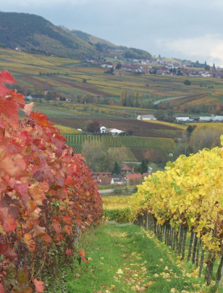 Vista de la región vinícola Camping Donnersberg en Gerbach, Renania-Palatinado, Alemania