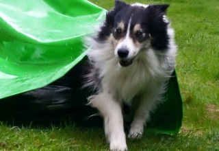 Een zwart-witte hond komt van een groene glijbaan in het gras op Camping Donnersberg in Duitsland.