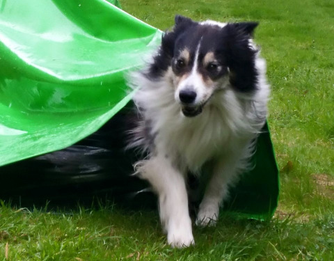 Hond Camping Donnersberg in Gerbach, Rheinland-Pfalz, Duitsland