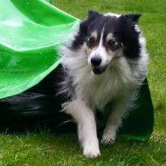 Camping para perros Donnersberg en Gerbach, Renania-Palatinado, Alemania