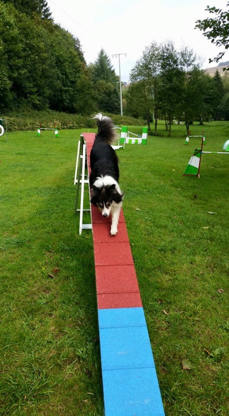 Dog on walking beam Camping Donnersberg in Gerbach, Rheinland-Pfalz, Germany