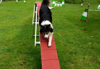 Perro en la cinta de correr Camping Donnersberg en Gerbach, Renania-Palatinado, Alemania
