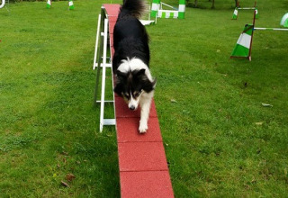 Dog on walking beam Camping Donnersberg in Gerbach, Rheinland-Pfalz, Germany