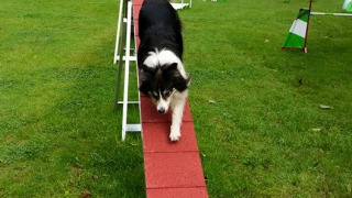 Perro en la cinta de correr Camping Donnersberg en Gerbach, Renania-Palatinado, Alemania