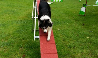 Perro en la cinta de correr Camping Donnersberg en Gerbach, Renania-Palatinado, Alemania