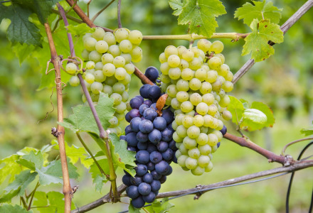 Uvas verdes y moradas creciendo en una vid cerca de Gerbach, Renania-Palatinado, Alemania.