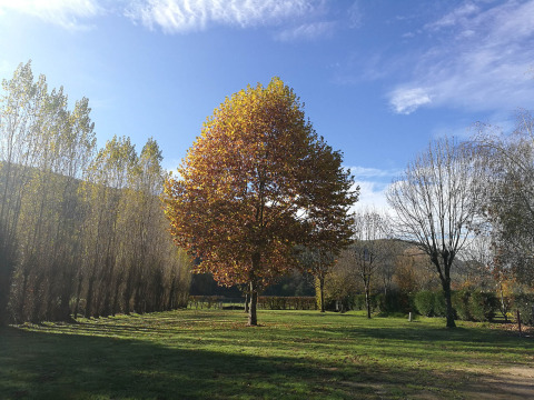 Een zonnig landschap bij Camping la Salvinie in Nouvelle-Aquitaine met bomen en groene grasvelden.