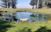 Honden in vijver - Vodatent - Ballum Camping - Ballum, Tonder, Denemarken