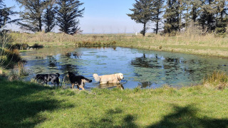 Dogs in pond - Vodatent - Ballum Camping - Ballum, Tonder, Denmark