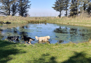 Dogs in pond - Vodatent - Ballum Camping - Ballum, Tonder, Denmark