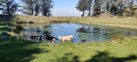 Dogs in pond - Vodatent - Ballum Camping - Ballum, Tonder, Denmark