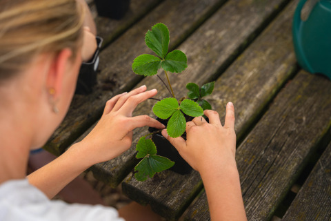 Pots de plantes - Sandberghe - Uden, Noord-Brabant, Pays-Bas