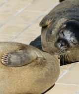Two seal center in Pieterburen, Groningen, Netherlands