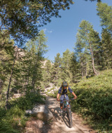 Mountainbiker kører ned ad bjerget i en skov af nåletræer
