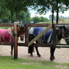 Pony_s - Vodatent - Camping de Meibeek - Ruurlo, Gelderland, Netherlands11